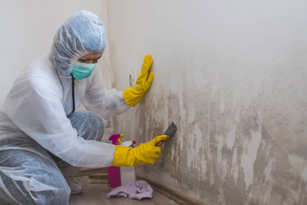 Best Mold Removal Company Near Me  in Stafford Springs, CT