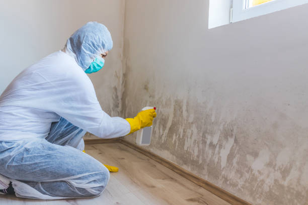 Best Toxic Mold Removal  in Stafford Springs, CT