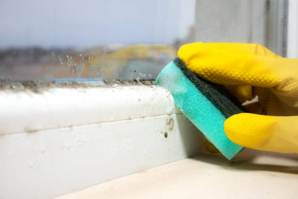 Best Mold Removal Near Me  in Stafford Springs, CT