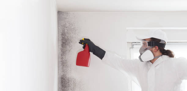 Best Mold Damage Repair  in Stafford Springs, CT