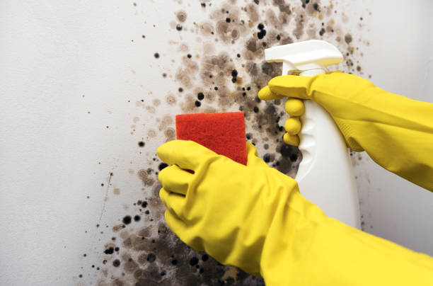 Best Emergency Mold Removal  in Stafford Springs, CT