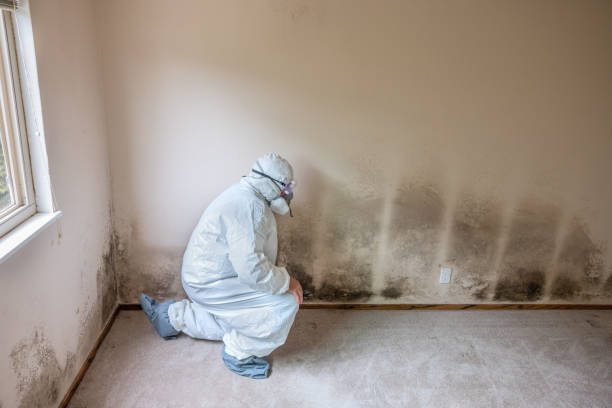 Best Certified Mold Removal  in Stafford Springs, CT