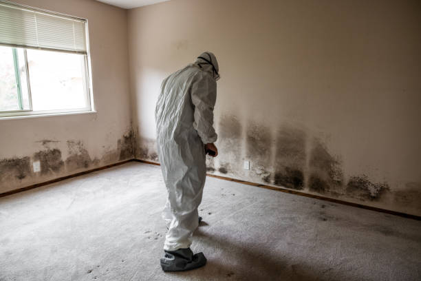 Best Fast Mold Removal  in Stafford Springs, CT