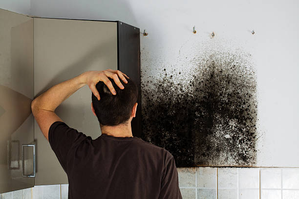 Mold Testing and Removal in Stafford Springs, CT