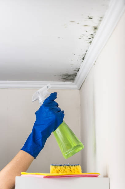 Best Office Mold Removal Services  in Stafford Springs, CT