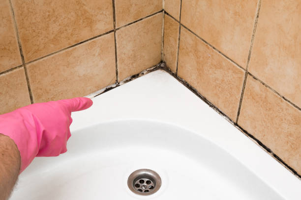 Best Residential Mold Removal  in Stafford Springs, CT